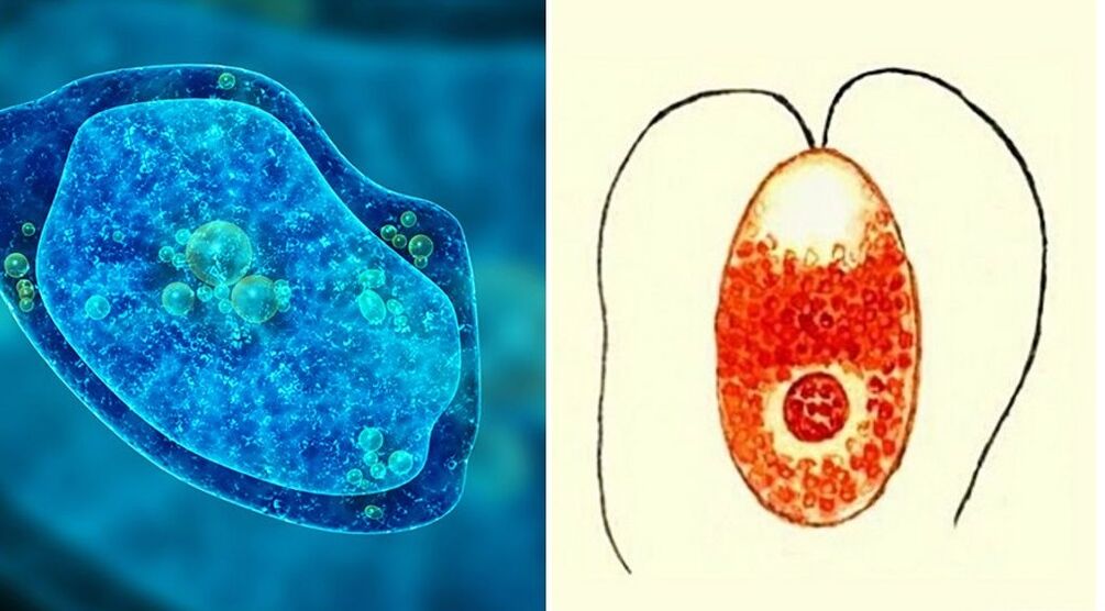 protozoi parassiti ameba dissenterica e plasmodio malarico