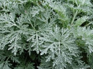 Wormwood contro i vermi